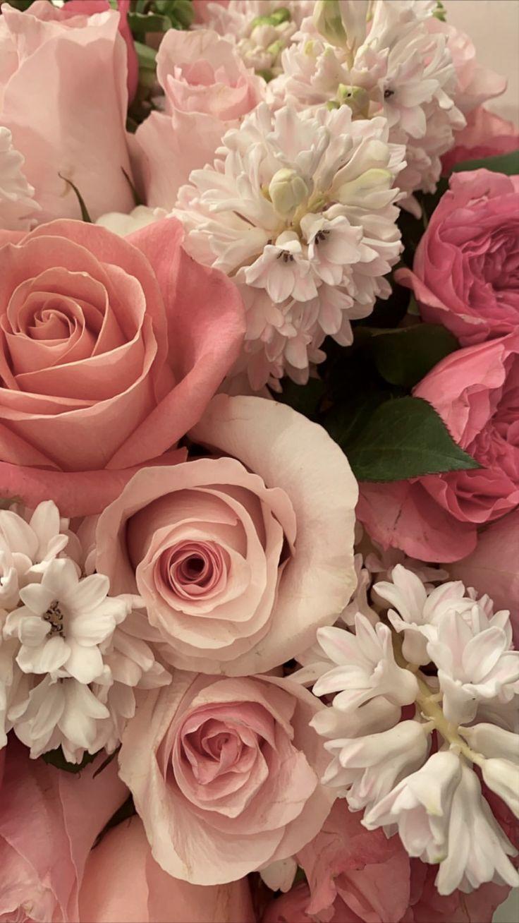 Pink and White Roses Wallpapers Top Free Pink and White Roses Backgrounds WallpaperAccess