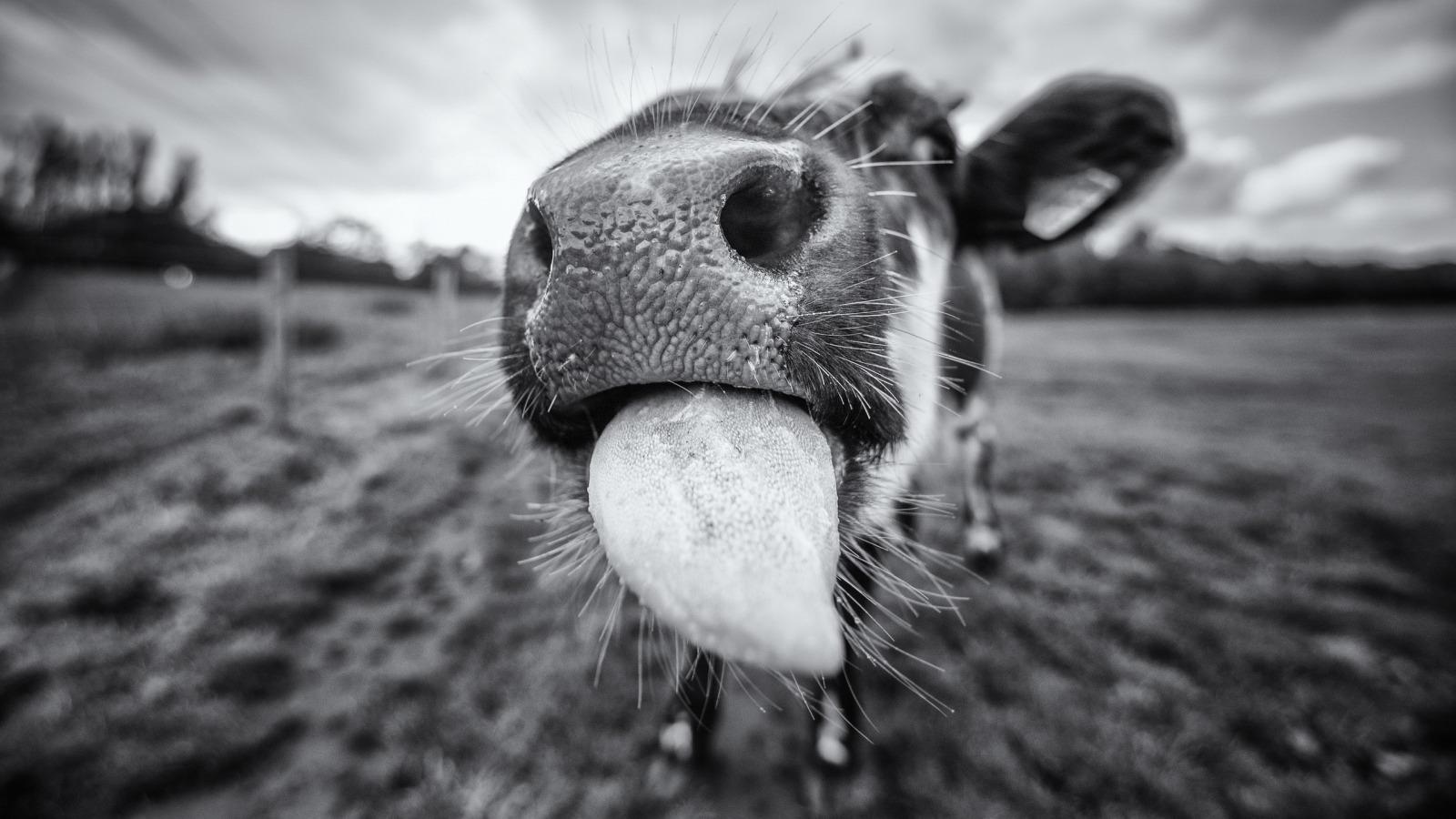 Black and White Cow Wallpapers Top Free Black and White Cow