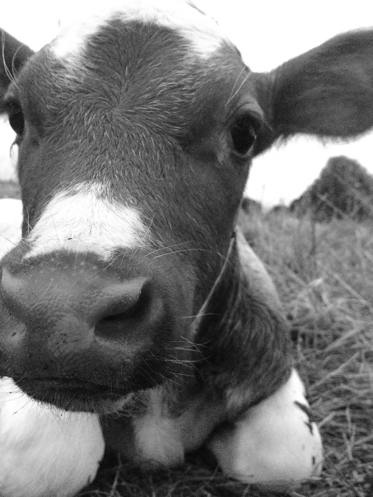 Black and White Cow Wallpapers Top Free Black and White Cow