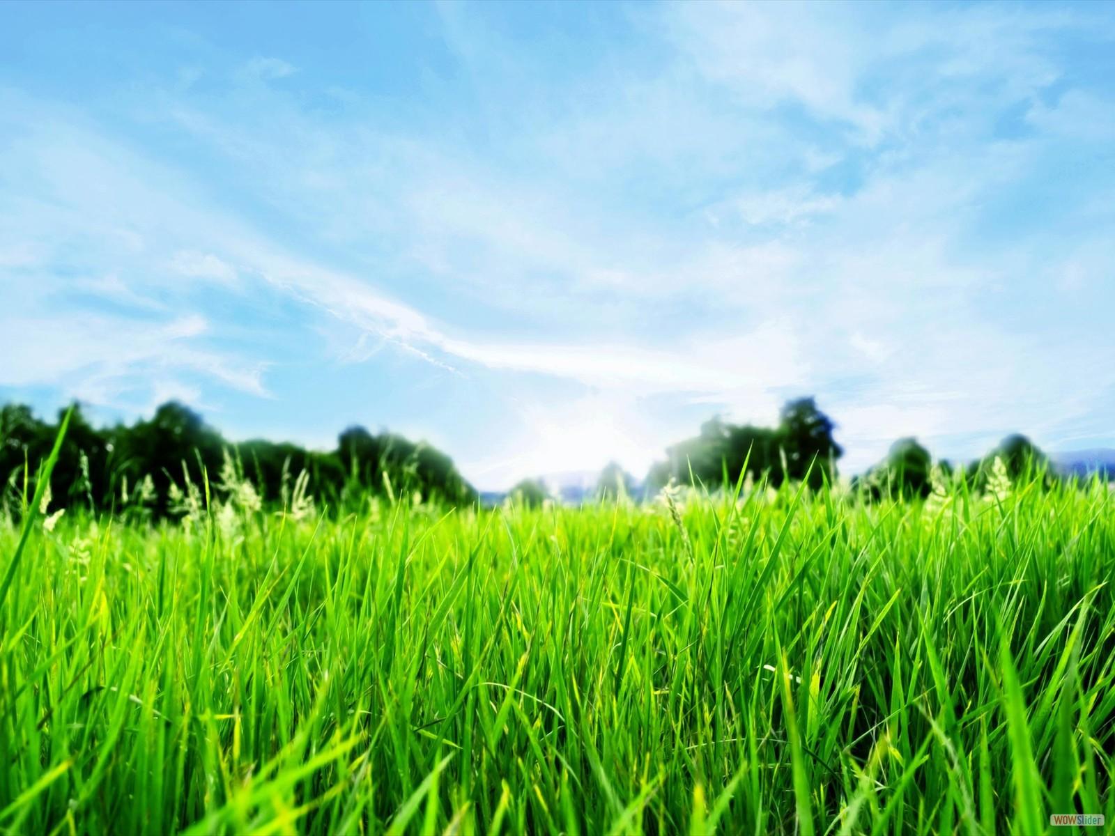 Green Grass and Blue Sky Wallpapers Top Free Green Grass and Blue Sky Backgrounds