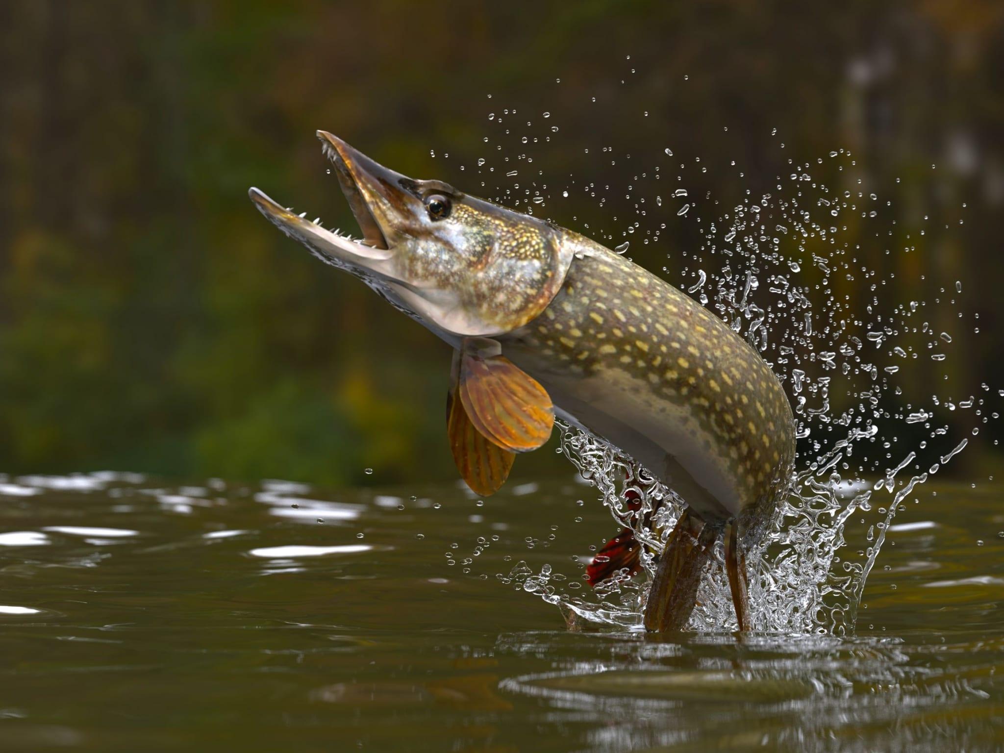 Pike Wallpapers Top Free Pike Backgrounds Wallpaperaccess