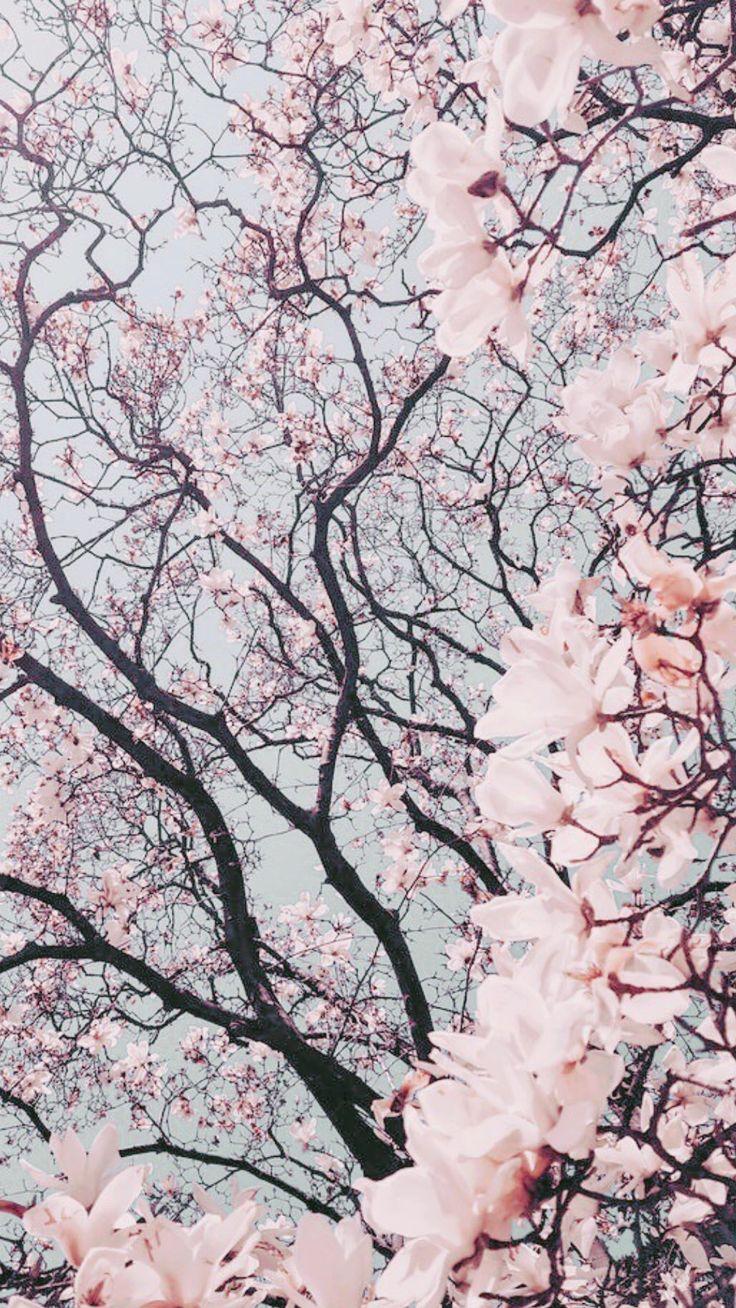 Pink Pastel Iphone Wallpapers Top Free Pink Pastel Iphone Backgrounds