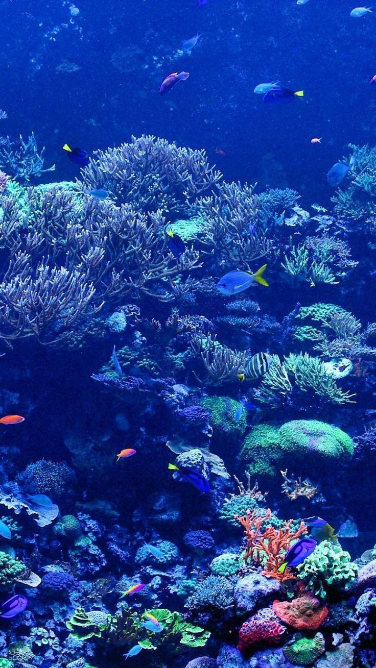 Underwater Ocean HD Wallpapers Top Free Underwater Ocean HD