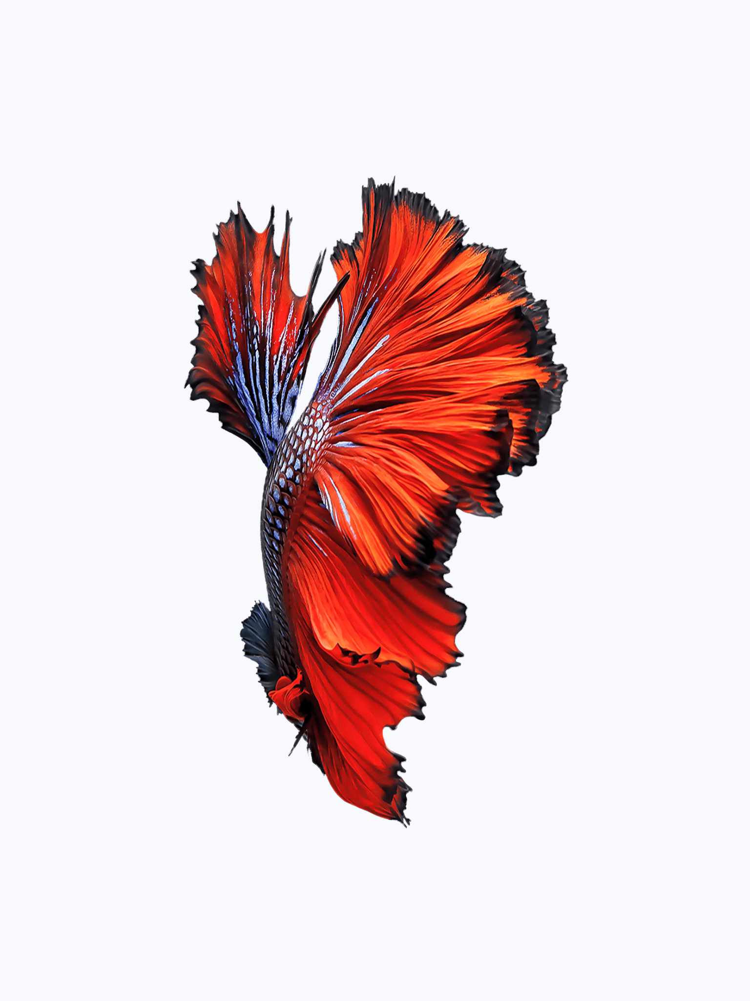 iPhone 6 Fish Wallpapers Top Free iPhone 6 Fish Backgrounds