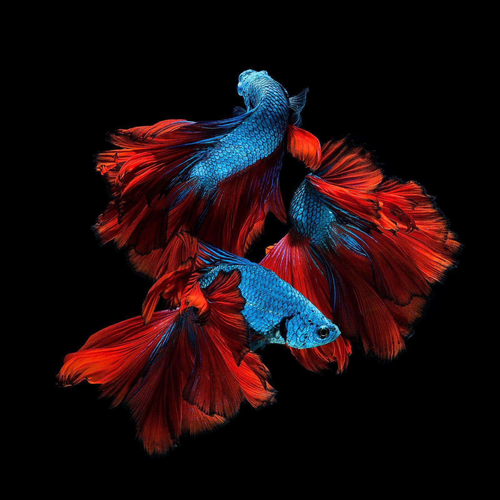 Blue Betta Fish Wallpapers Top Free Blue Betta Fish Backgrounds