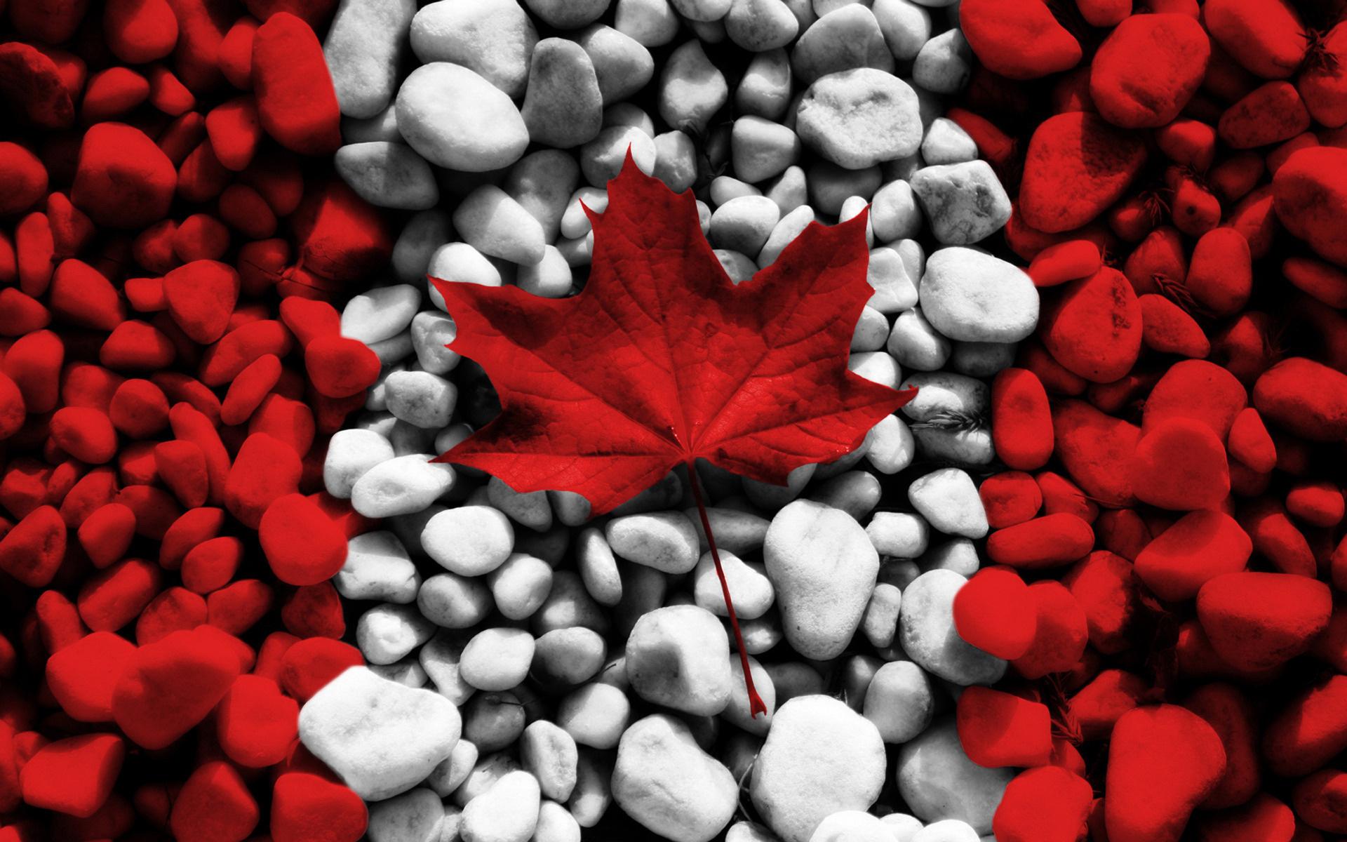 Canada Maple Leaf Wallpapers Top Free Canada Maple Leaf Backgrounds