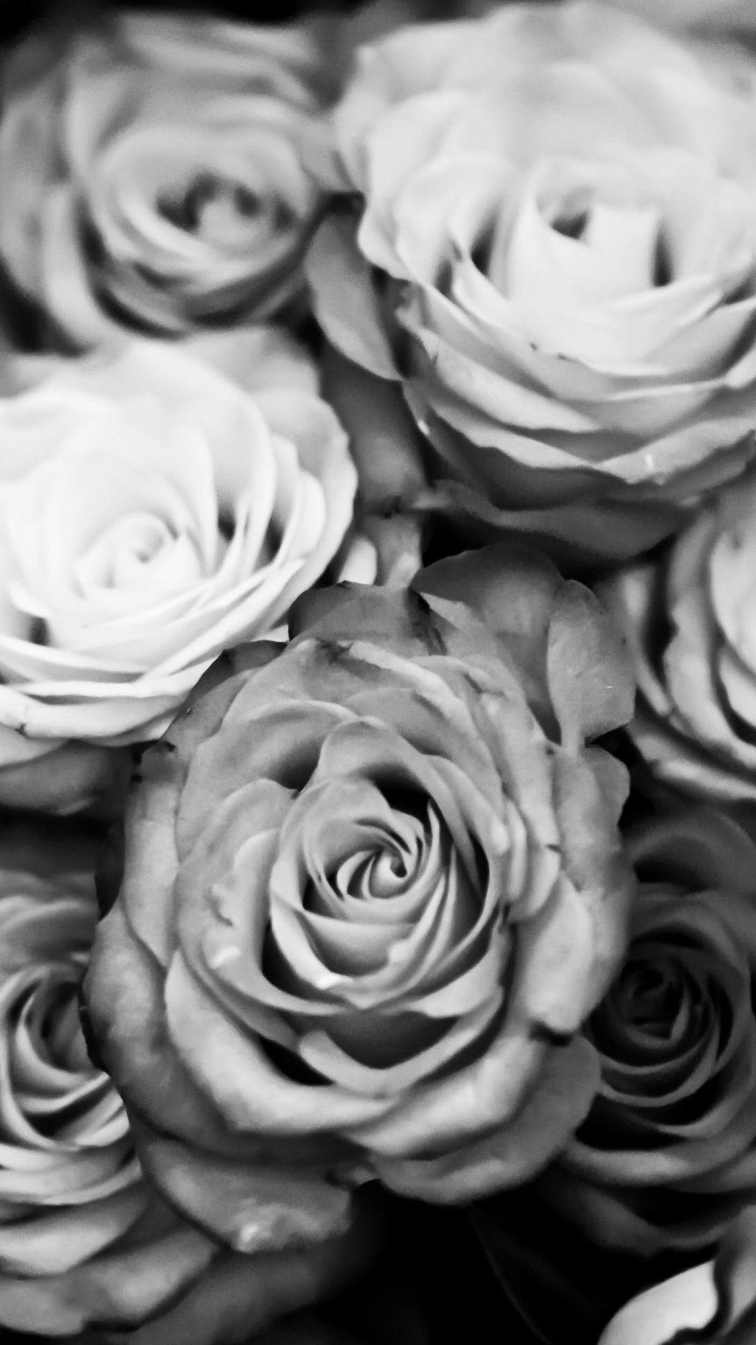 Black and White Roses iPhone Wallpapers Top Free Black and White