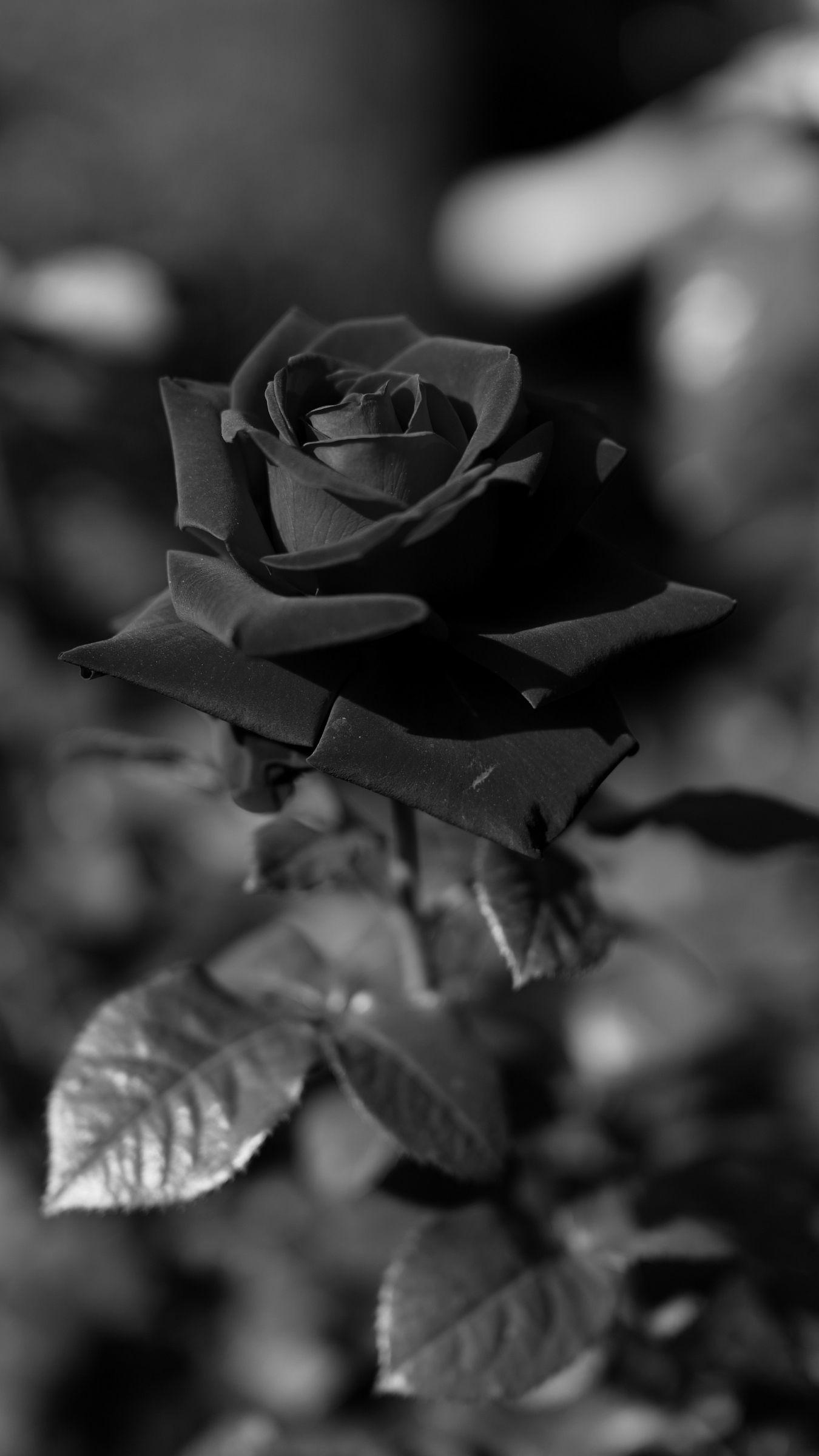 Black and White Roses iPhone Wallpapers Top Free Black and White
