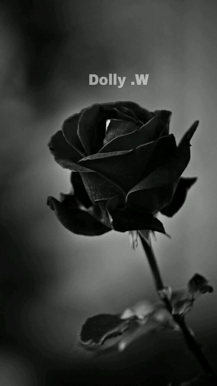Black and White Roses iPhone Wallpapers Top Free Black and White Roses iPhone Backgrounds
