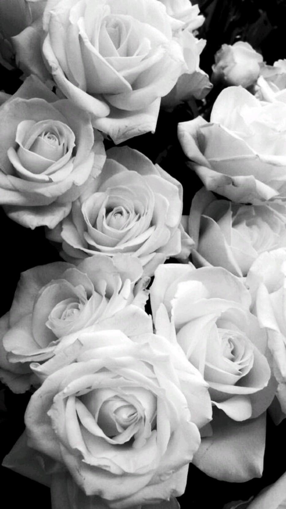 Black and White Roses iPhone Wallpapers Top Free Black and White Roses iPhone Backgrounds