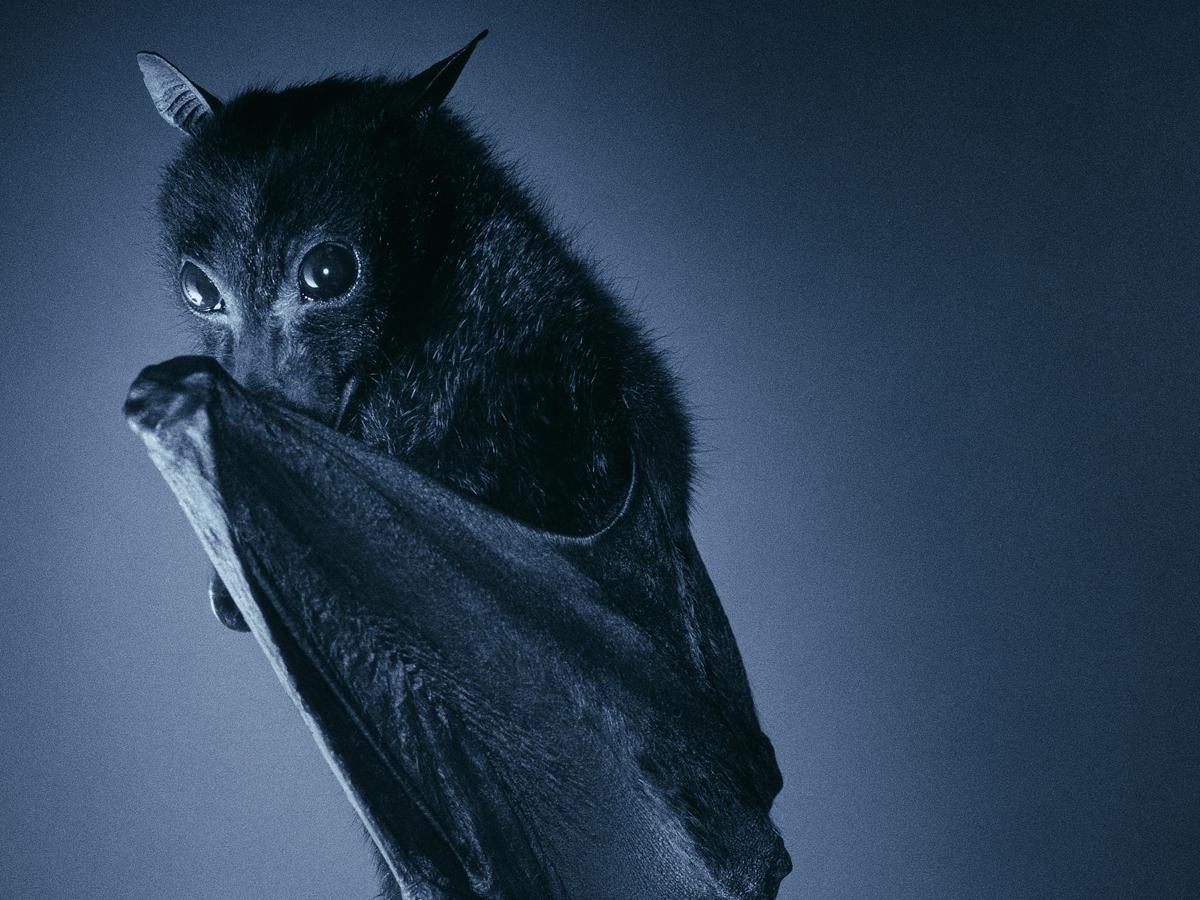 Bats Flying Wallpapers Top Free Bats Flying Backgrounds WallpaperAccess