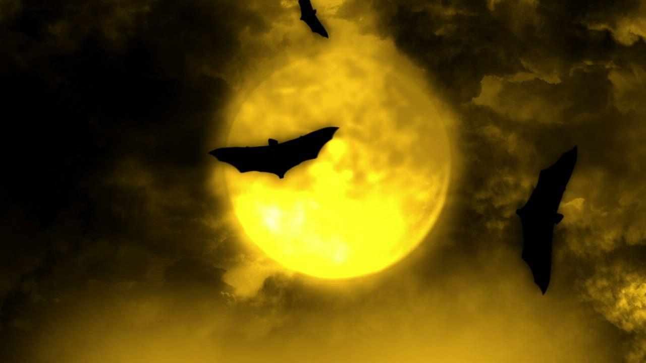 Bats Flying Wallpapers Top Free Bats Flying Backgrounds WallpaperAccess