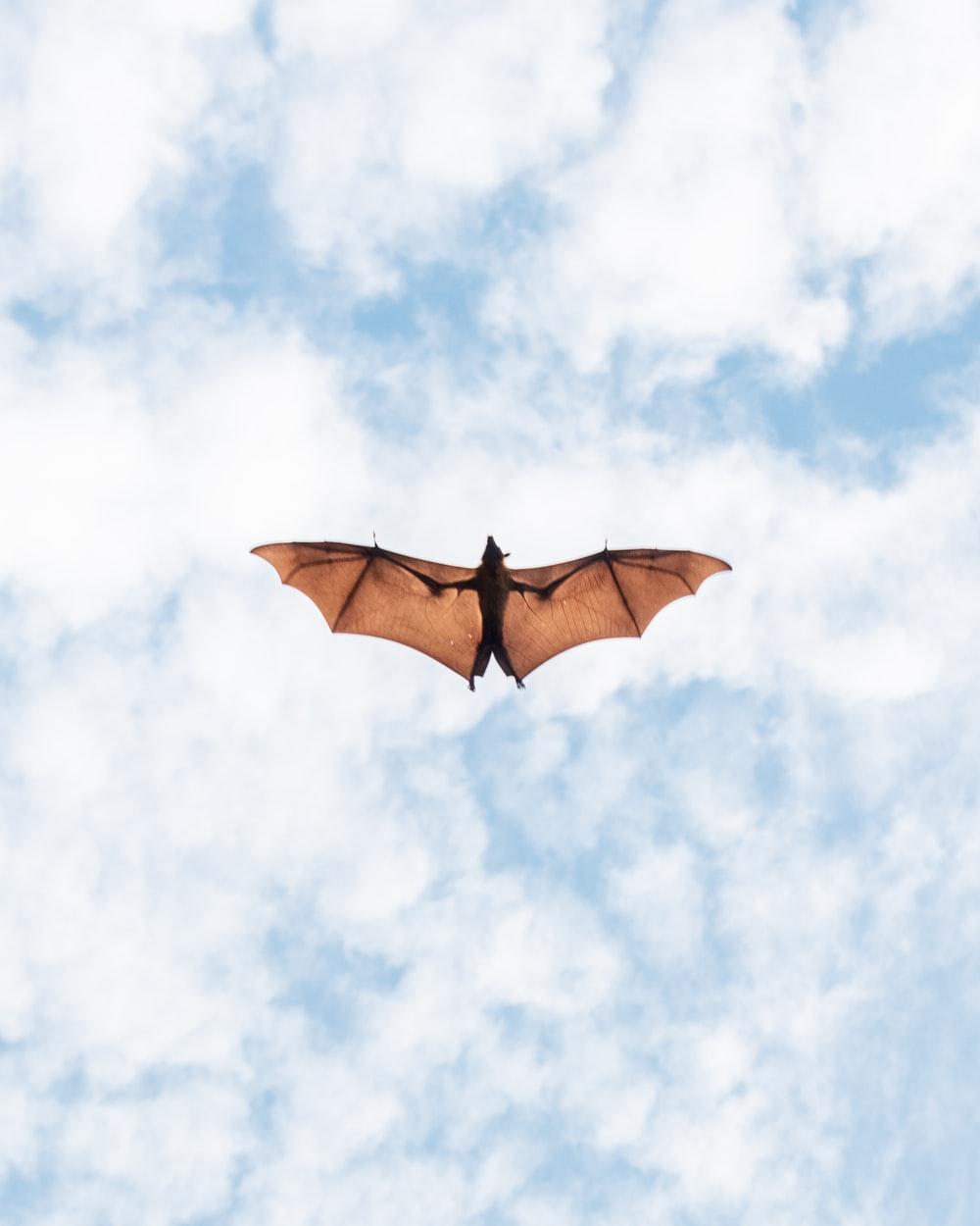 Bats Flying Wallpapers Top Free Bats Flying Backgrounds WallpaperAccess