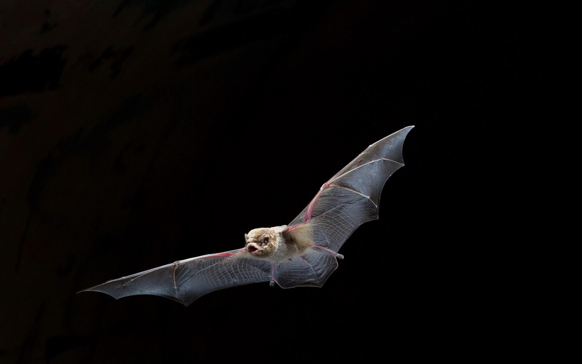 Bats Flying Wallpapers Top Free Bats Flying Backgrounds WallpaperAccess