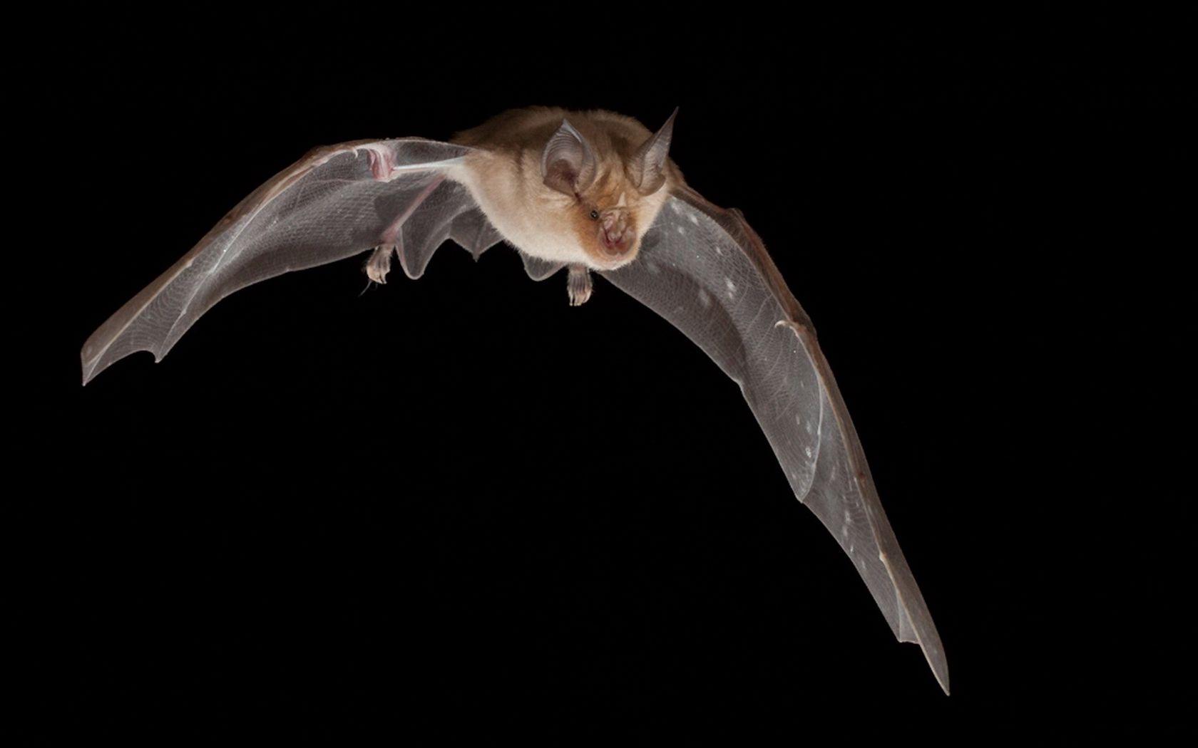 Bats Flying Wallpapers Top Free Bats Flying Backgrounds WallpaperAccess