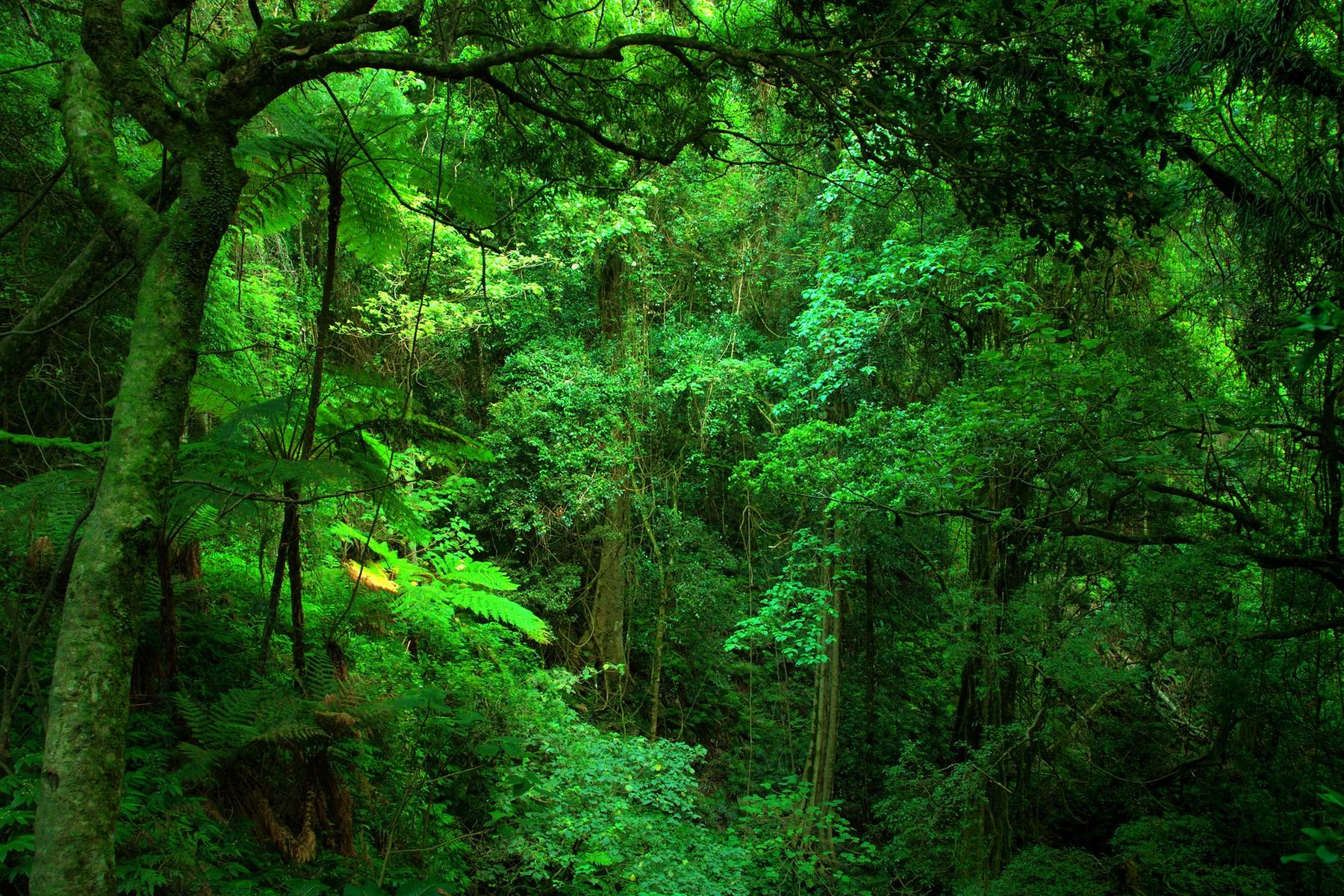 Jungle Green Wallpapers Top Free Jungle Green Backgrounds