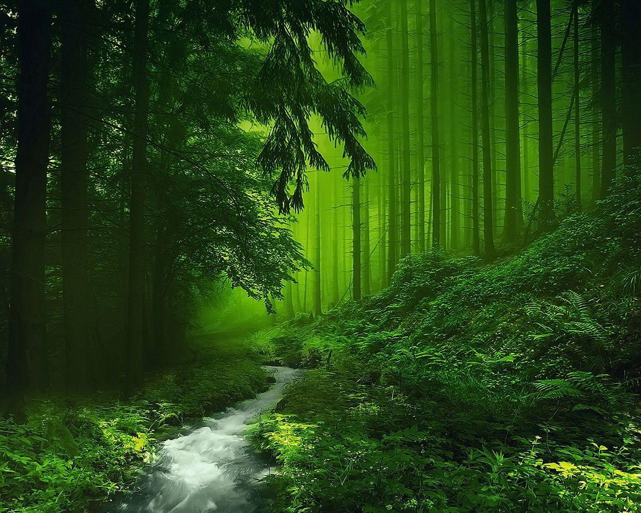 Jungle Green Wallpapers Top Free Jungle Green Backgrounds