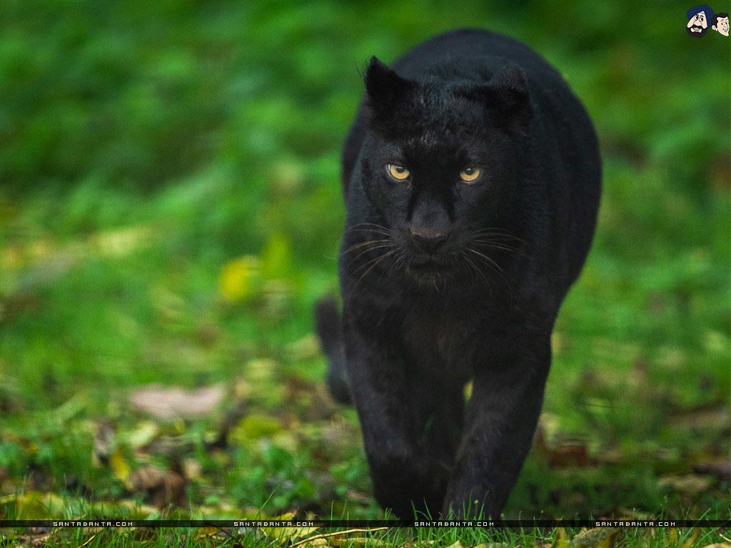 Black Panther Animal 4K Wallpapers Top Free Black Panther Animal 4K