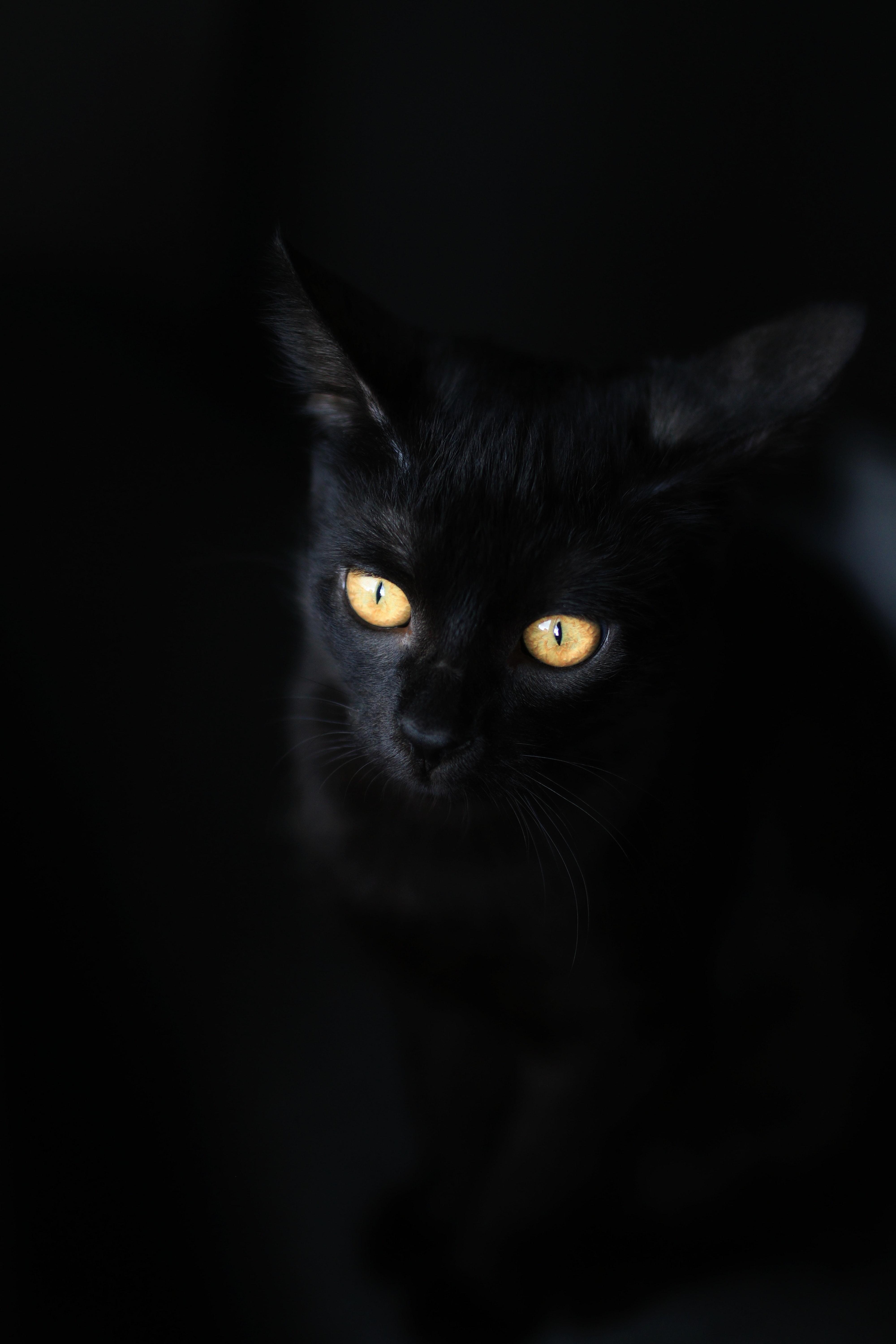 Cute Black Cat HD Wallpapers Top Free Cute Black Cat HD Backgrounds