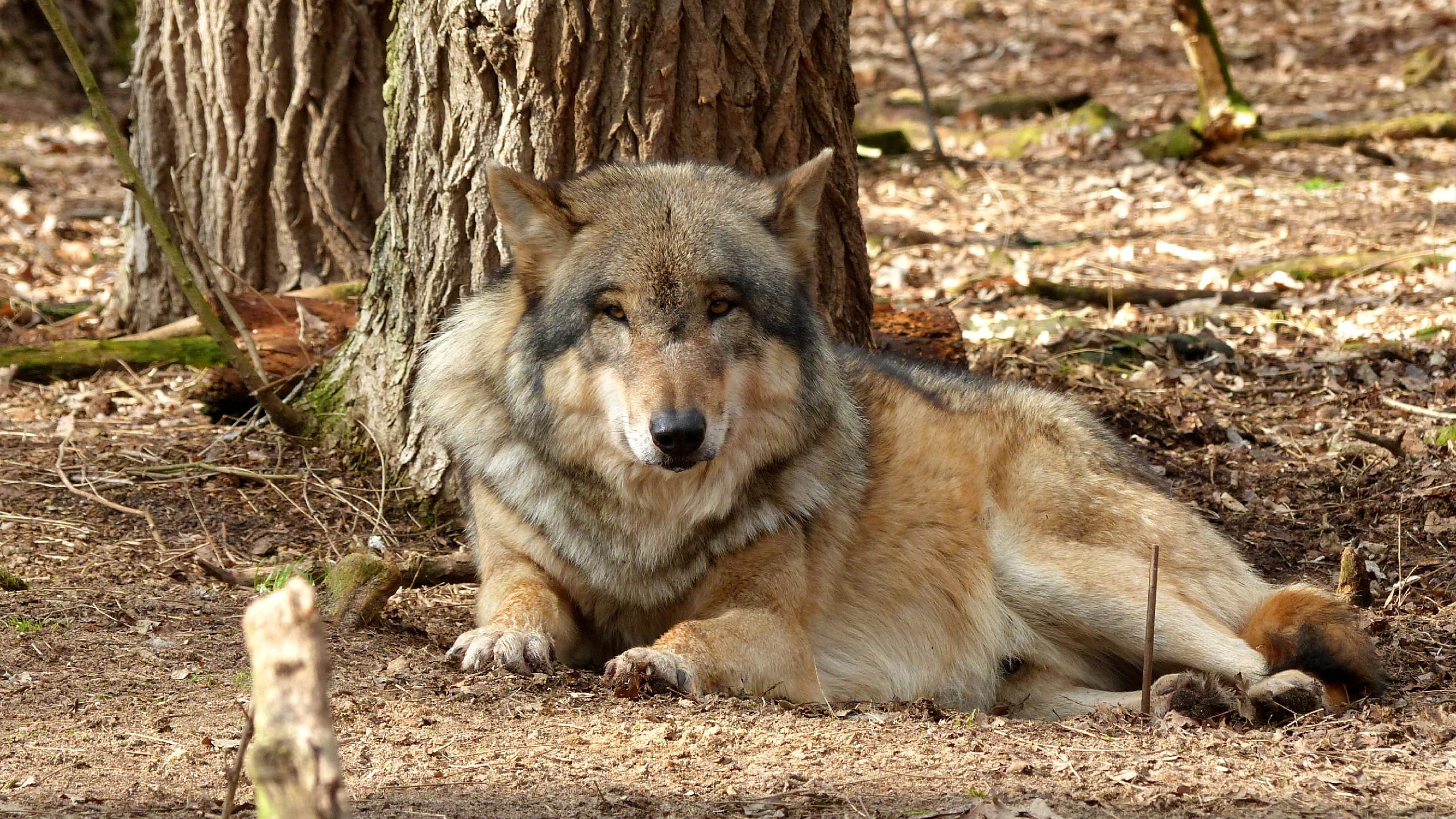 Wolf and Lion Wallpapers Top Free Wolf and Lion Backgrounds