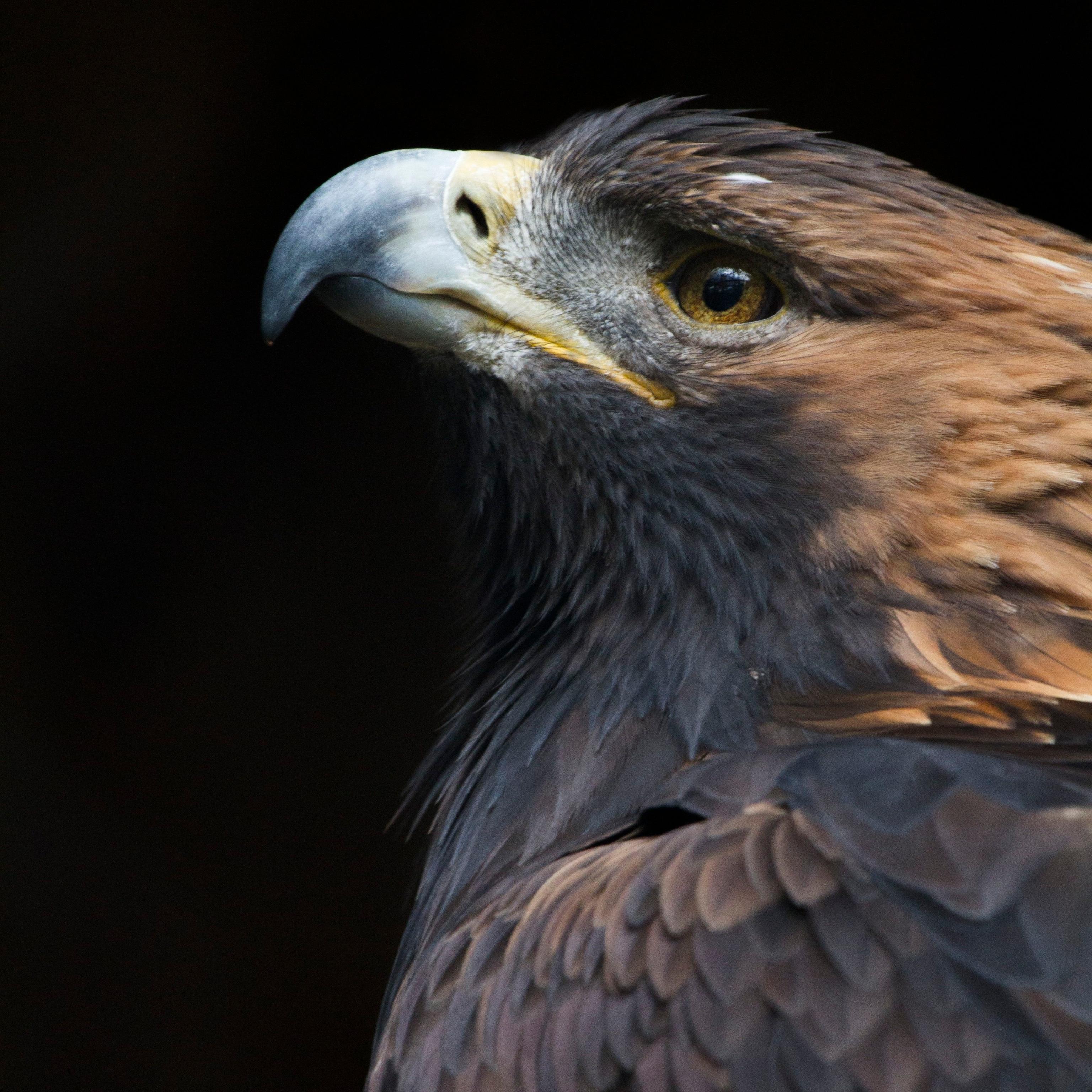 Black Hawk Bird Wallpapers Top Free Black Hawk Bird Backgrounds