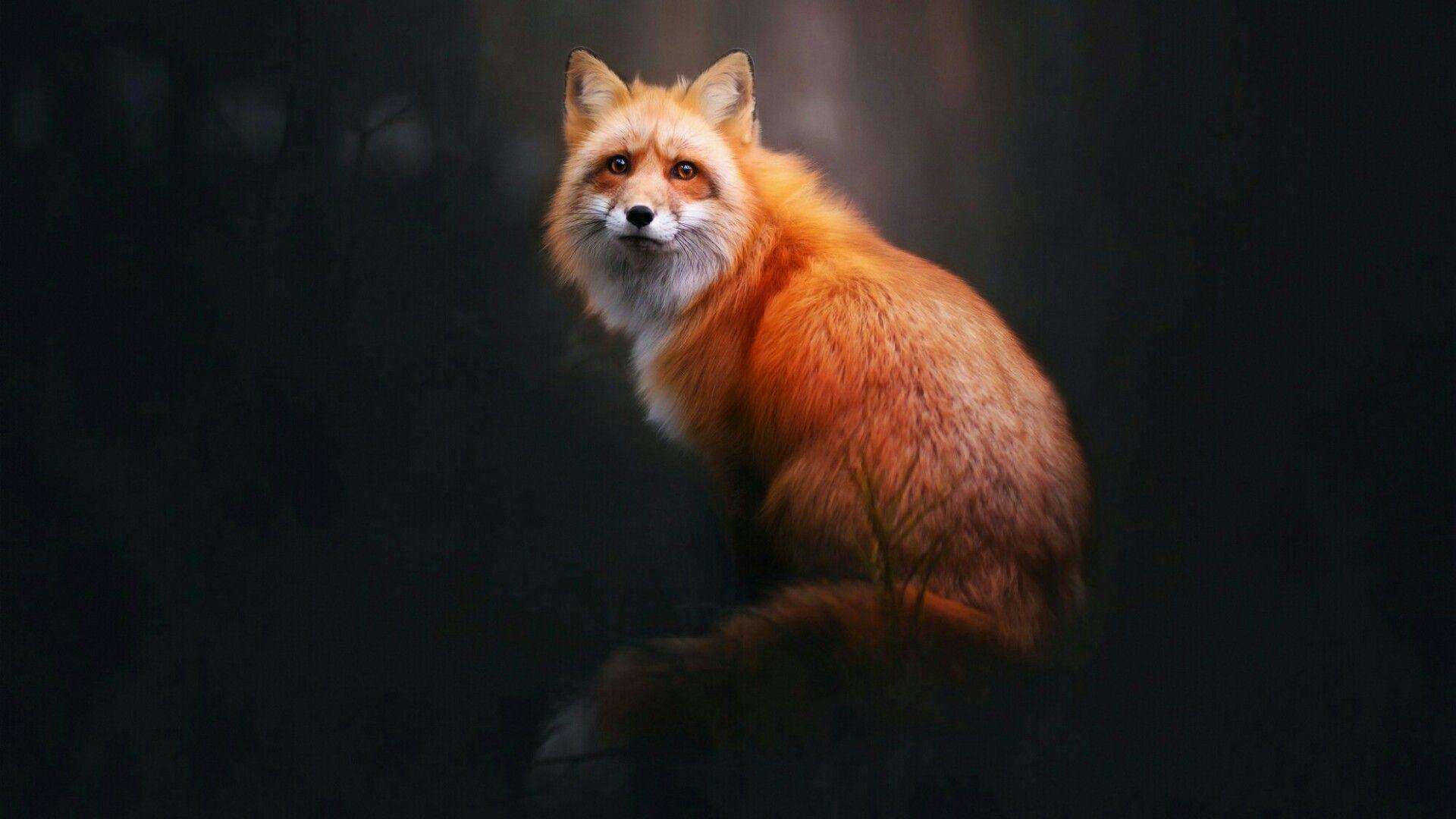Fox Wallpapers Top Free Fox Backgrounds WallpaperAccess
