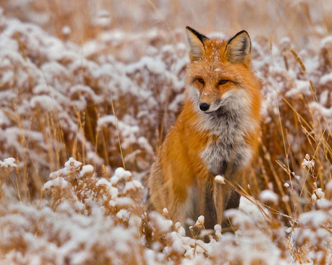 Red Fox Wallpapers Top Free Red Fox Backgrounds WallpaperAccess