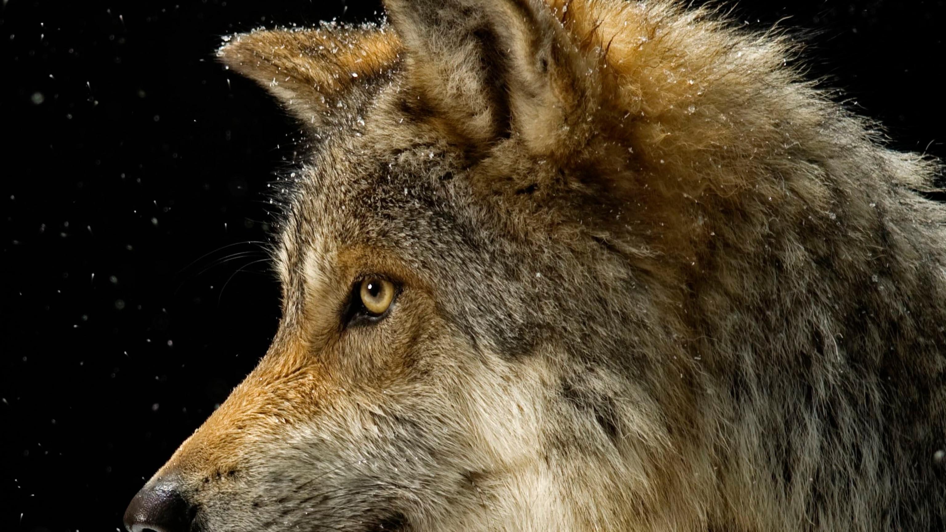 Legendary Wolf Wallpapers Top Free Legendary Wolf Backgrounds