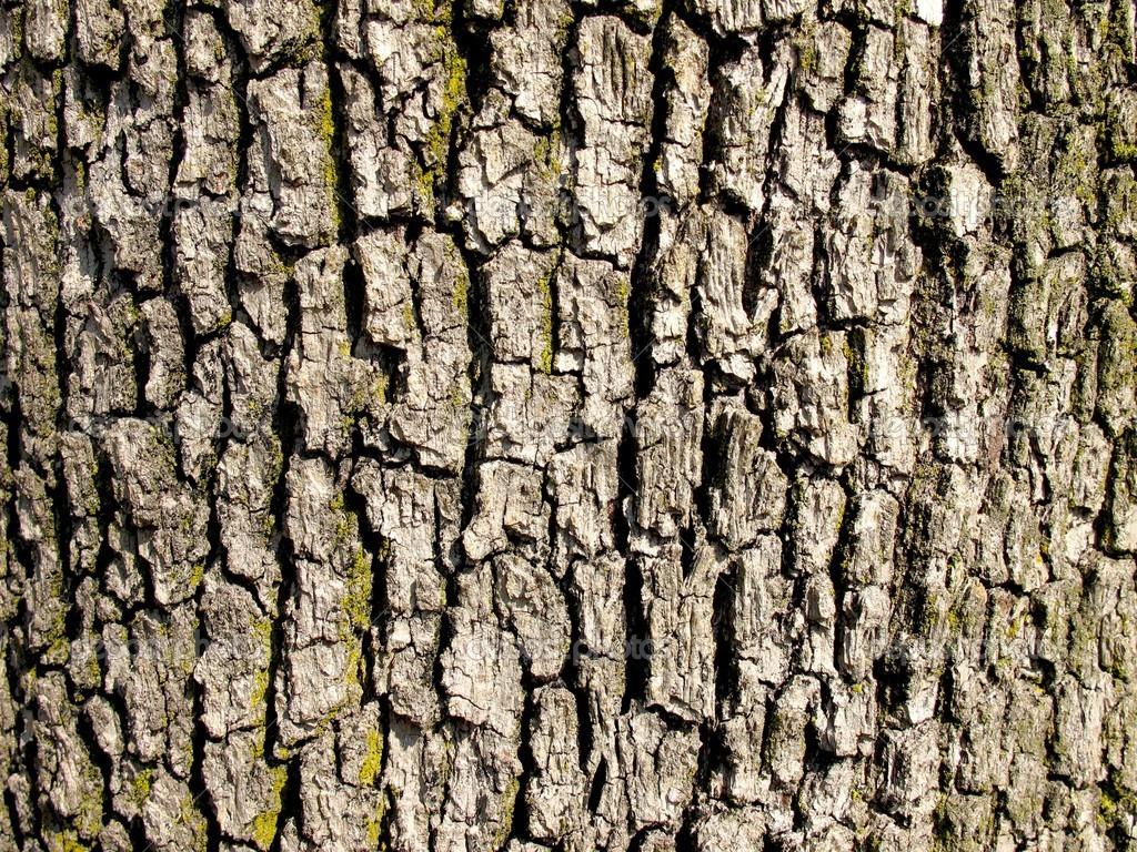Tree Bark Wallpapers Top Free Tree Bark Backgrounds WallpaperAccess