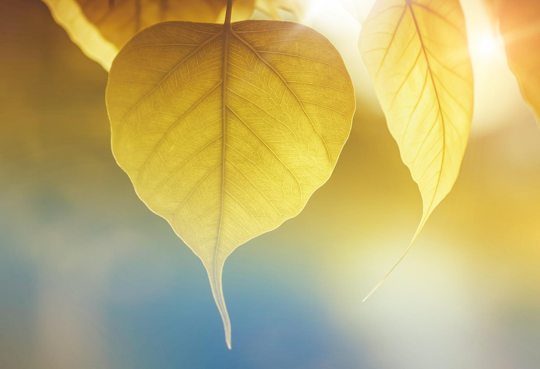 Yellow Leaf Wallpapers Top Free Yellow Leaf Backgrounds WallpaperAccess