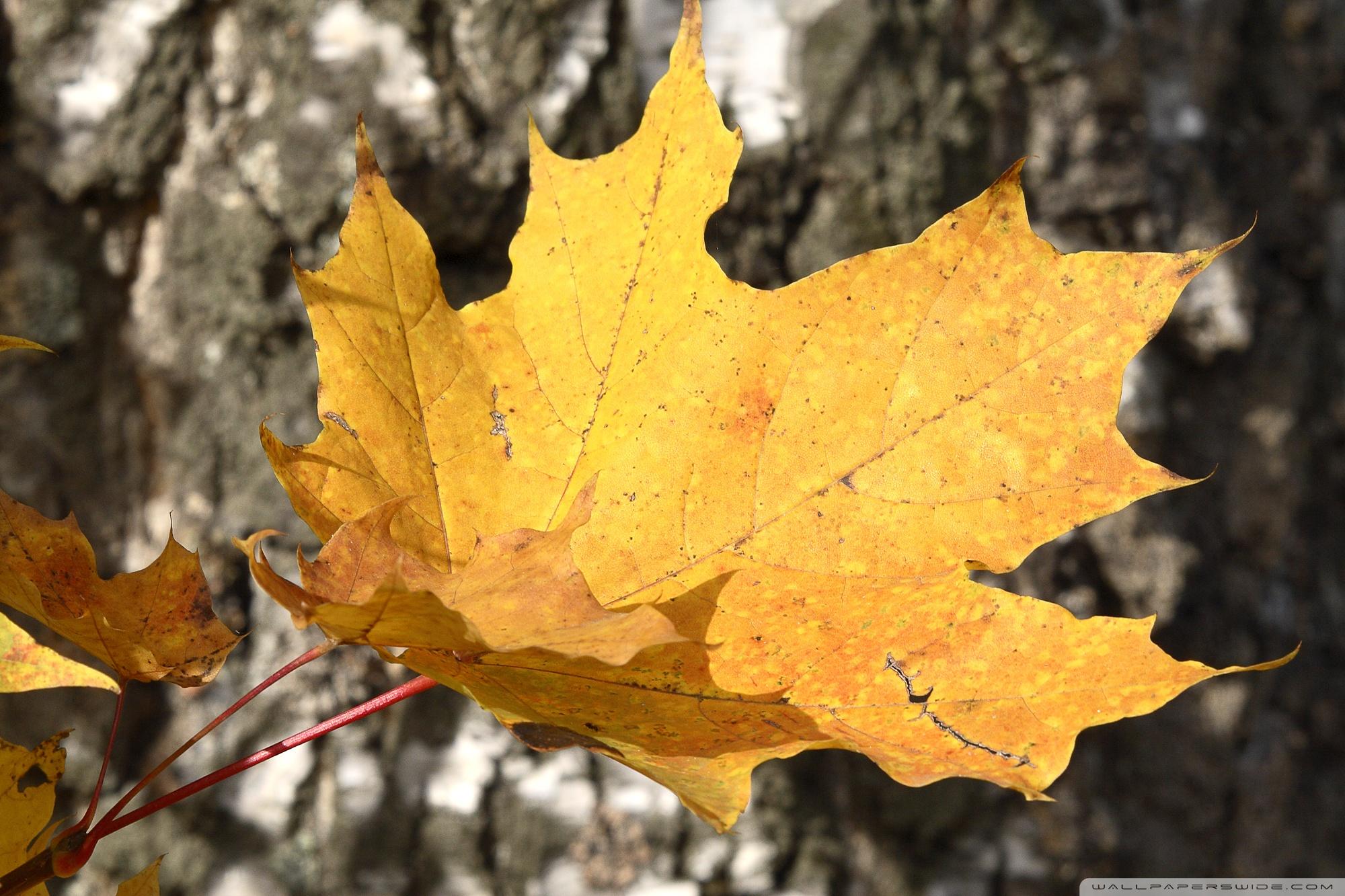 Yellow Leaf Wallpapers Top Free Yellow Leaf Backgrounds WallpaperAccess