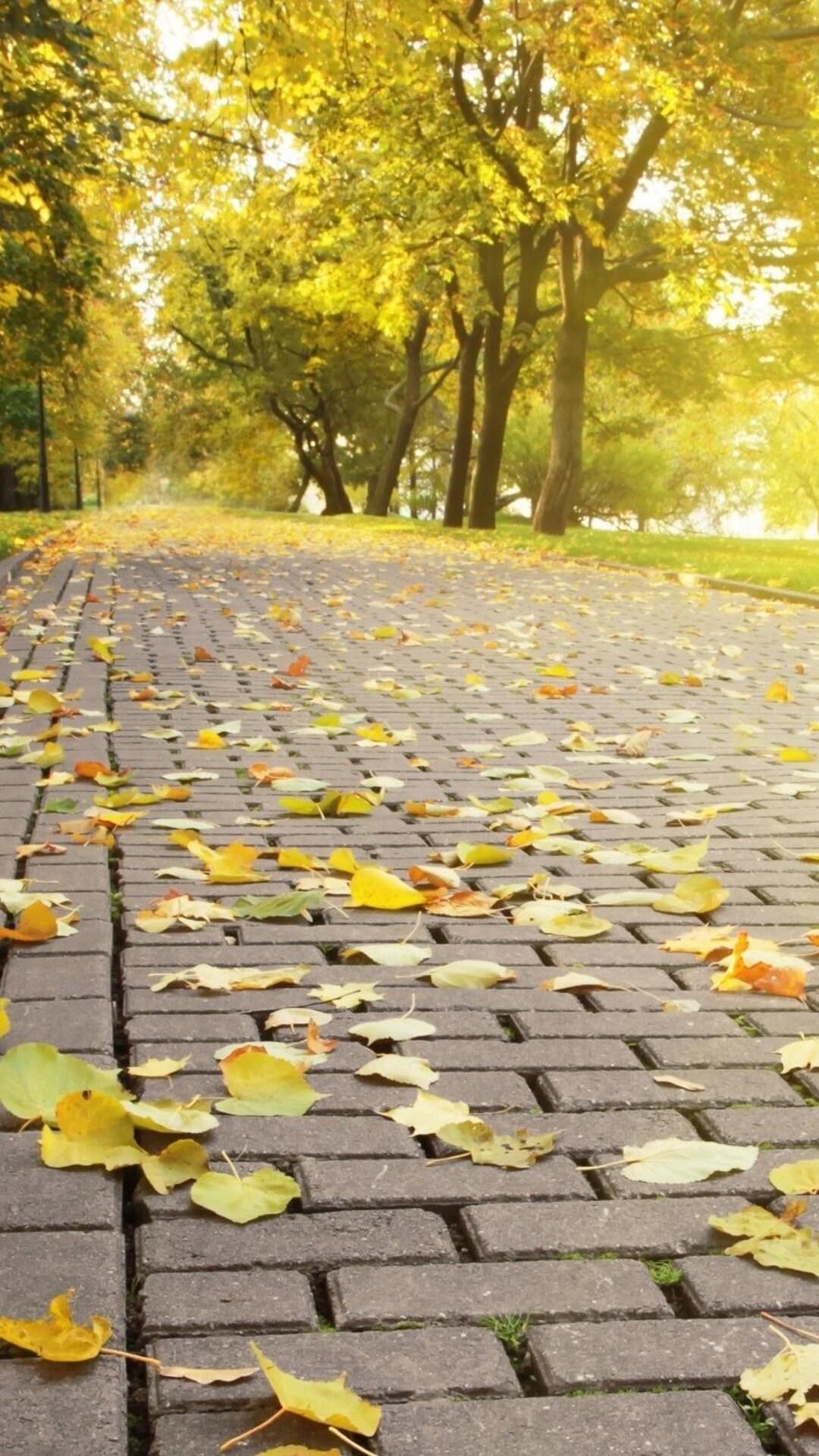 Yellow Leaf Wallpapers Top Free Yellow Leaf Backgrounds WallpaperAccess