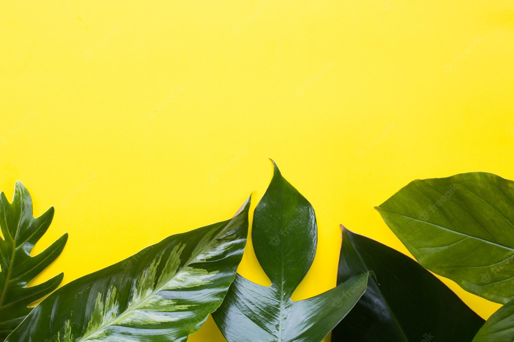 Yellow Leaf Wallpapers Top Free Yellow Leaf Backgrounds WallpaperAccess