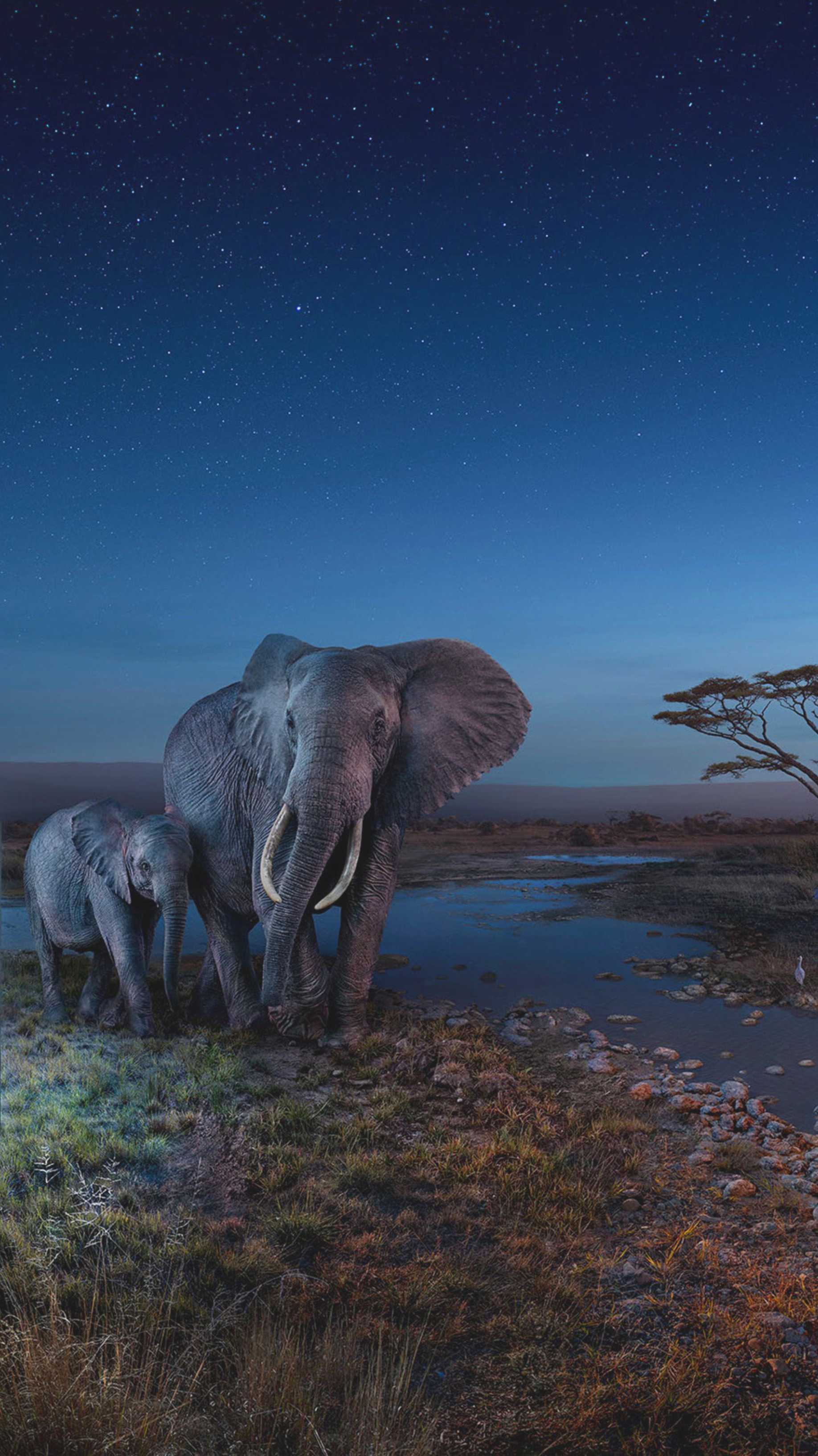 Aesthetic Elephant Wallpapers Top Free Aesthetic Elephant Backgrounds