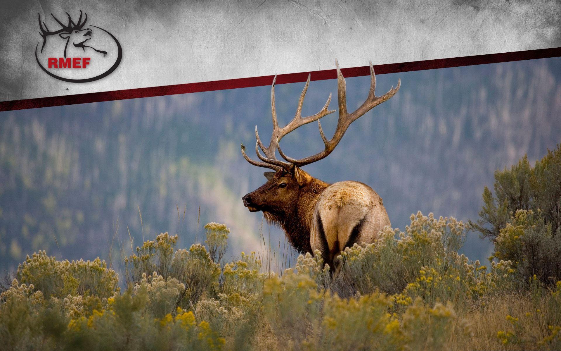 Elk Desktop Wallpapers Top Free Elk Desktop Backgrounds WallpaperAccess