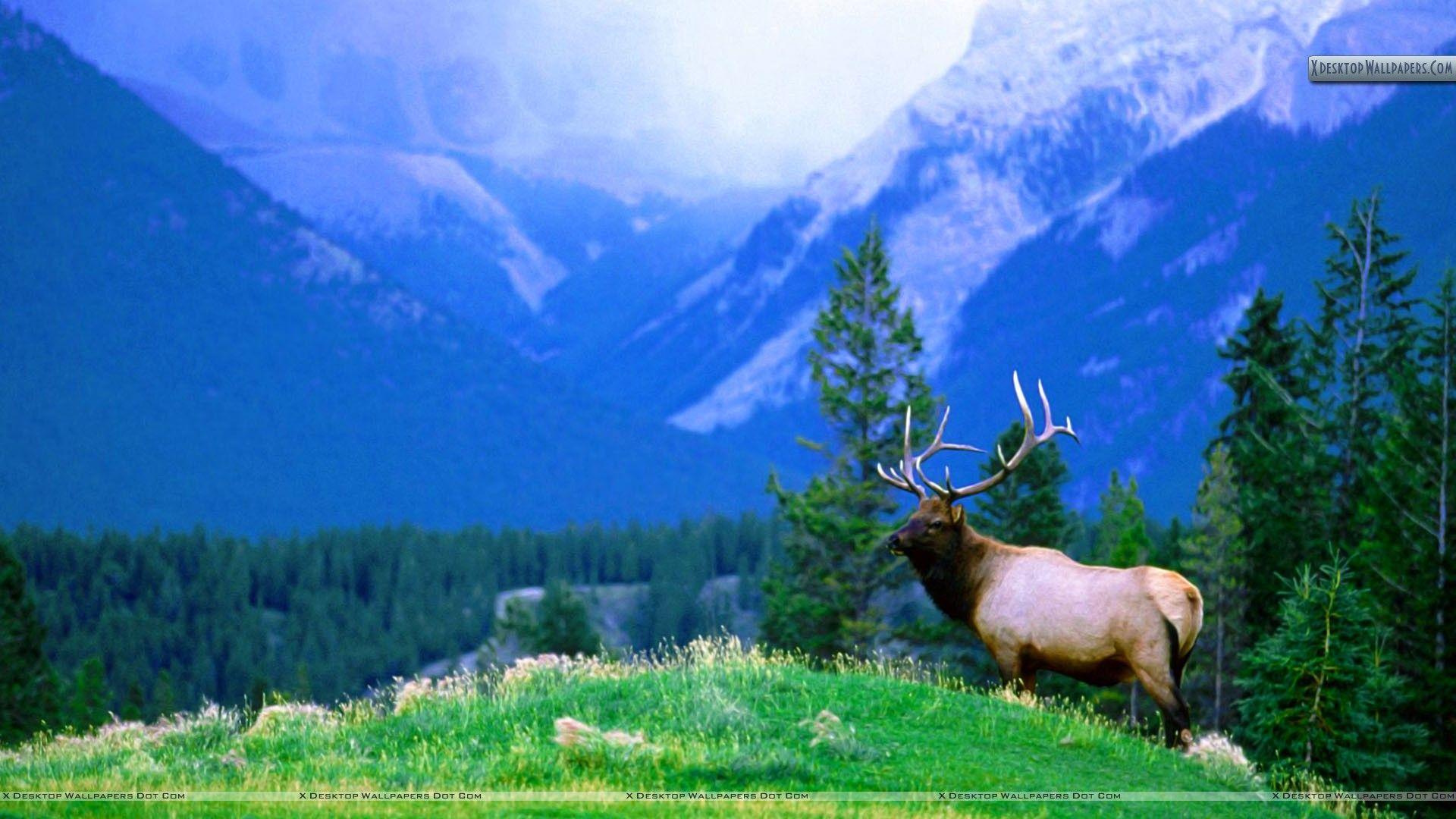 Elk Desktop Wallpapers Top Free Elk Desktop Backgrounds WallpaperAccess