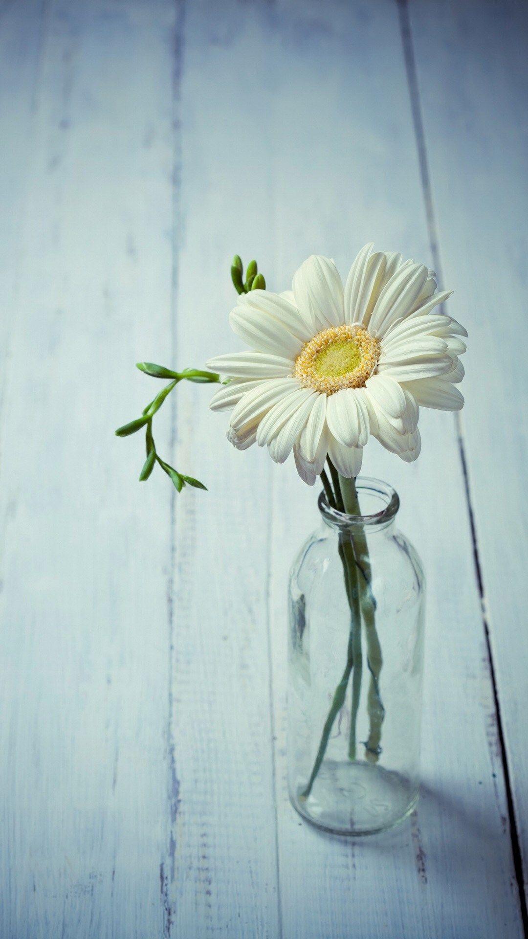 Daisy Aesthetic Wallpapers Top Free Daisy Aesthetic Backgrounds
