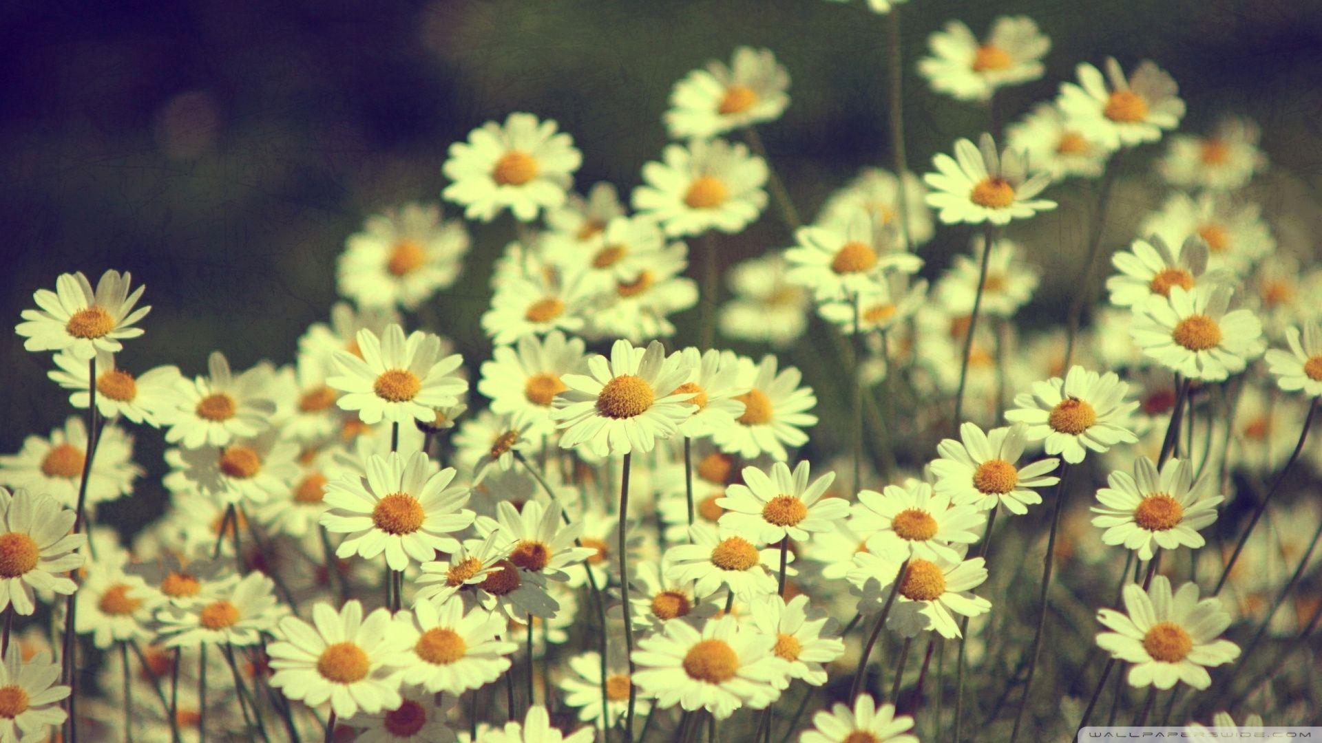 Daisy Aesthetic Wallpapers Top Free Daisy Aesthetic Backgrounds