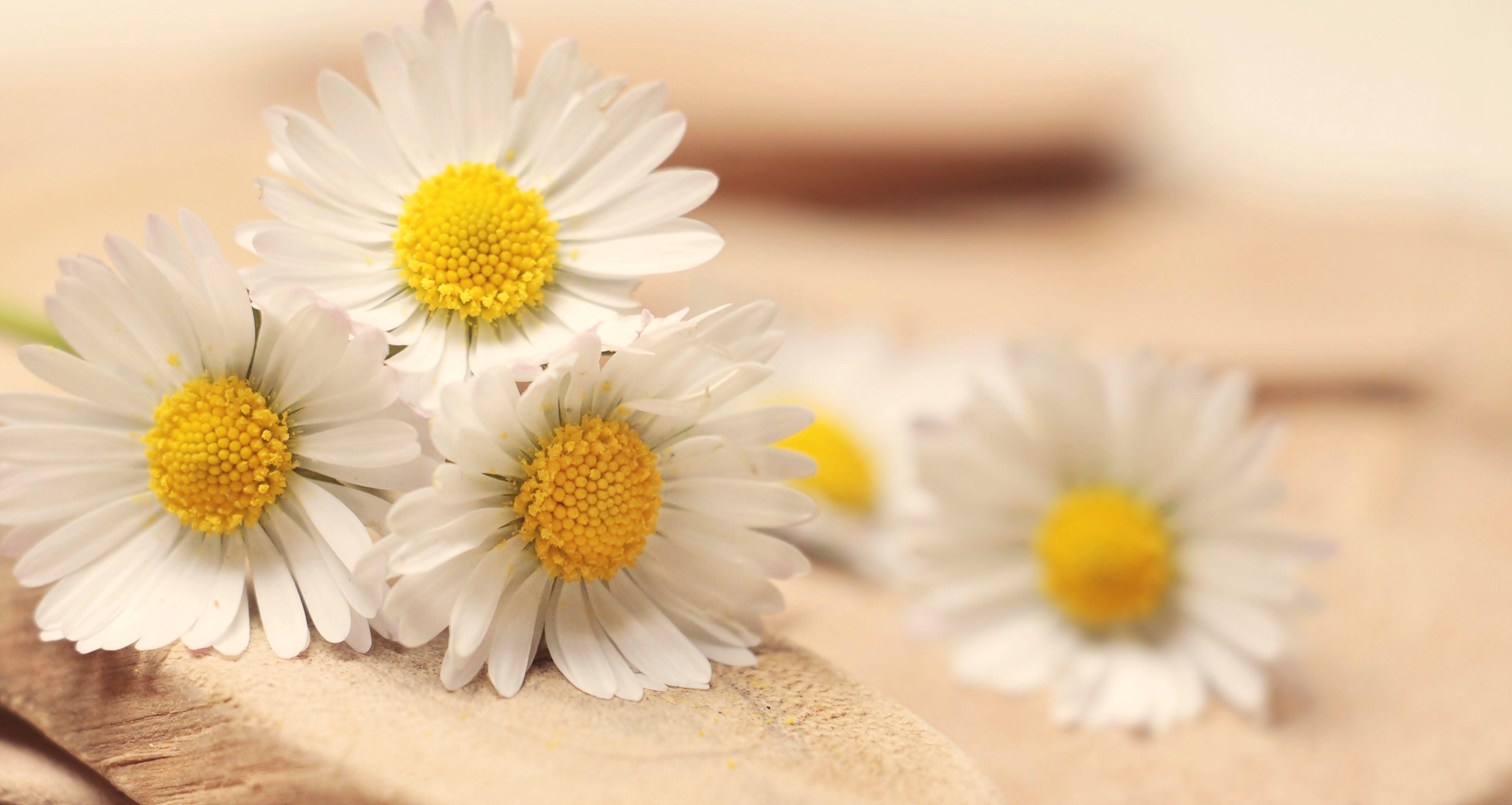 Daisy Aesthetic Wallpapers Top Free Daisy Aesthetic Backgrounds