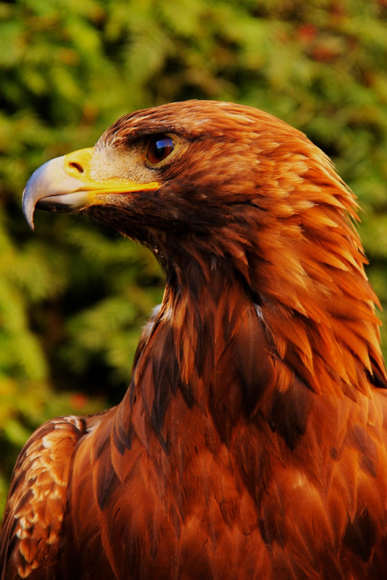 Golden Eagle HD Wallpapers Top Free Golden Eagle HD Backgrounds