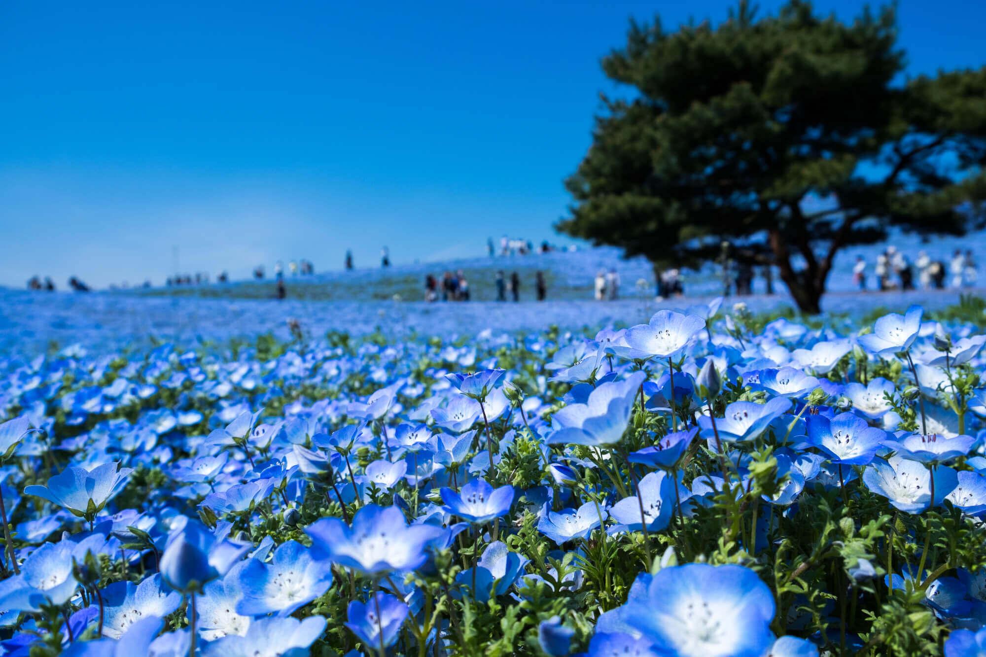 Hitachi Seaside Park Wallpapers Top Free Hitachi Seaside Park