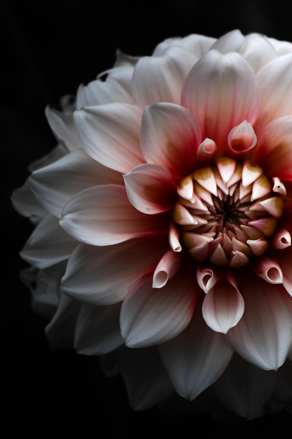 Black Dahlia Flower Wallpapers Top Free Black Dahlia Flower