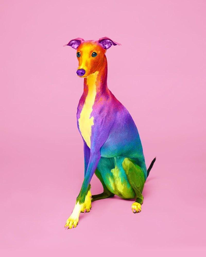 Cute Rainbow Animal Wallpapers Top Free Cute Rainbow Animal