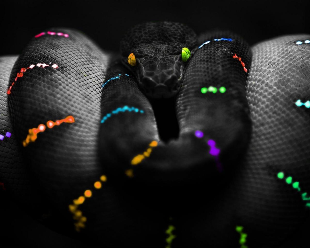 Cute Rainbow Animal Wallpapers Top Free Cute Rainbow Animal