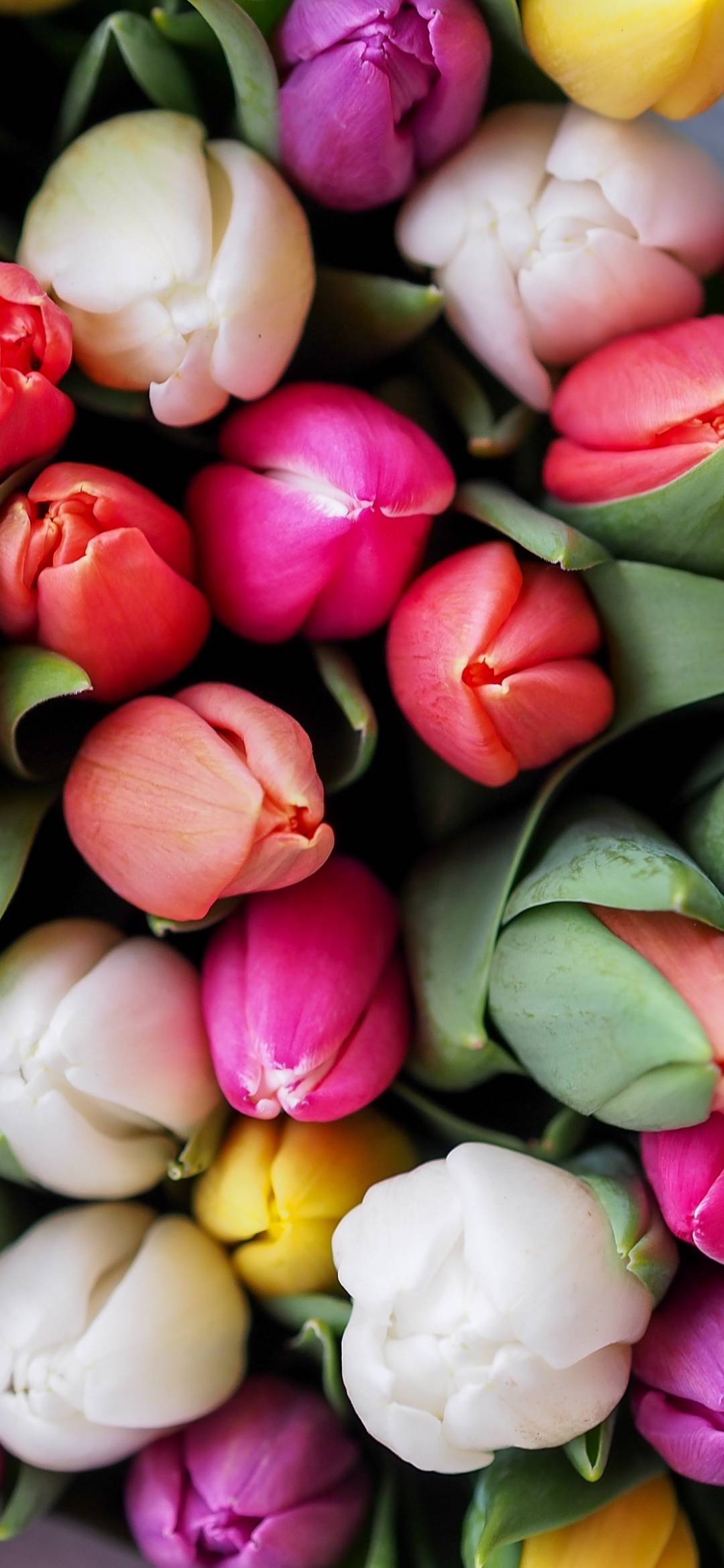 Tulip Phone Wallpapers Top Free Tulip Phone Backgrounds WallpaperAccess