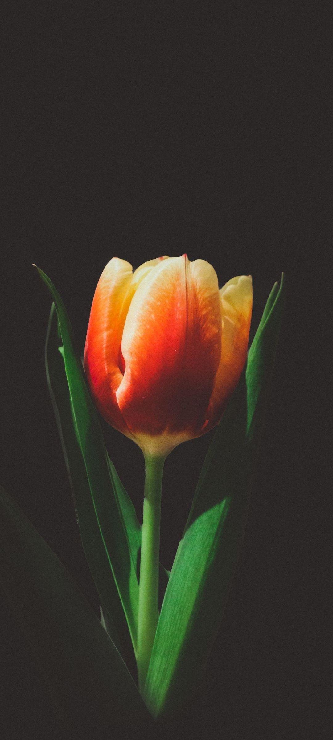 Tulip Phone Wallpapers Top Free Tulip Phone Backgrounds WallpaperAccess