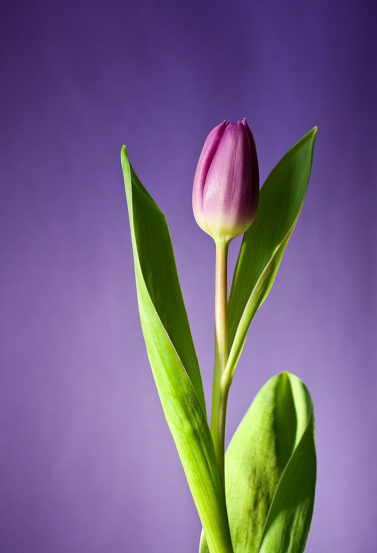 Tulip Phone Wallpapers Top Free Tulip Phone Backgrounds WallpaperAccess