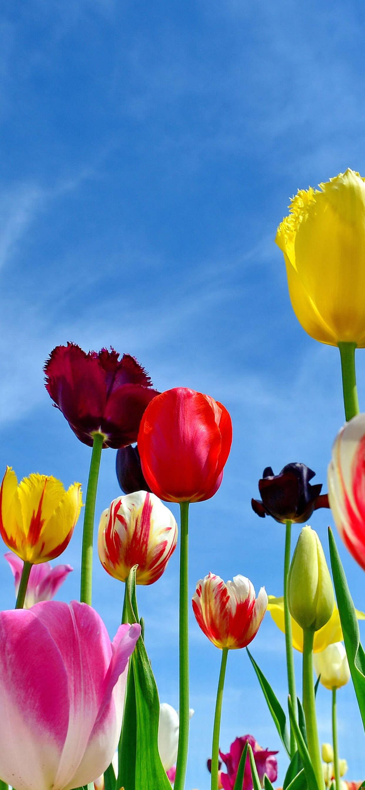 Tulip Phone Wallpapers Top Free Tulip Phone Backgrounds WallpaperAccess