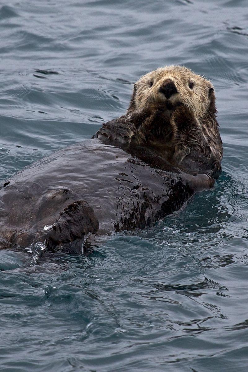 Otter iPhone Wallpapers Top Free Otter iPhone Backgrounds WallpaperAccess