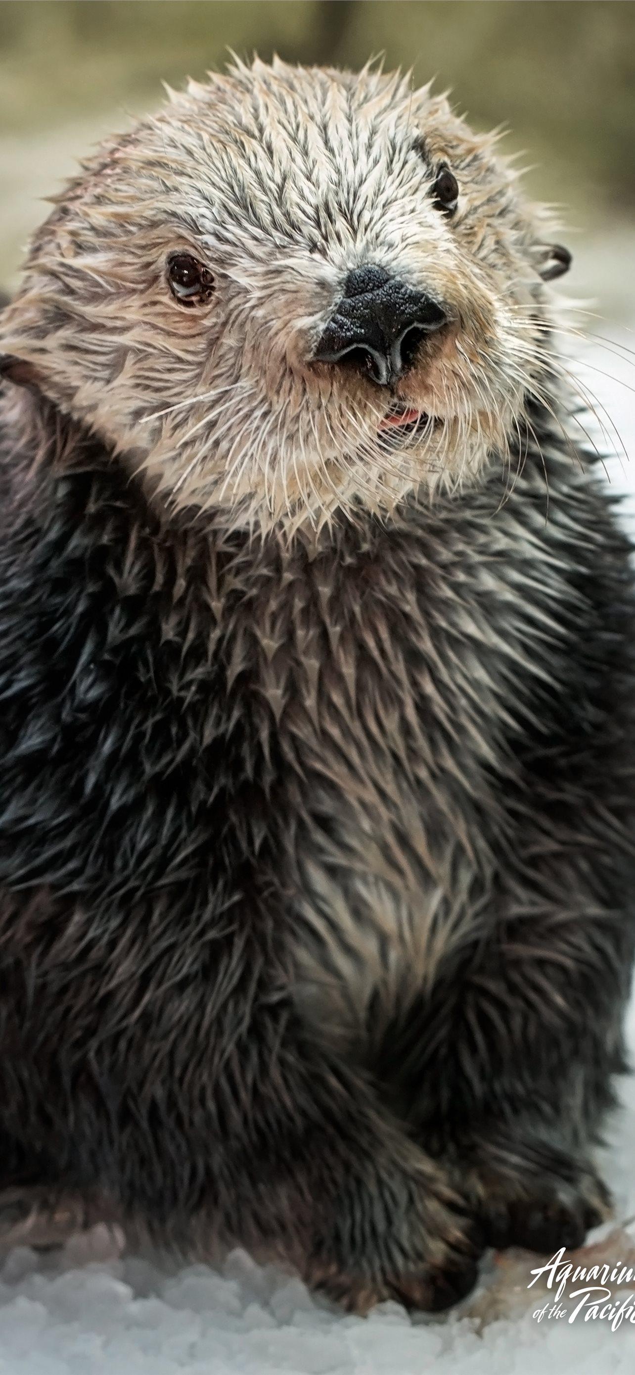 Otter iPhone Wallpapers Top Free Otter iPhone Backgrounds WallpaperAccess